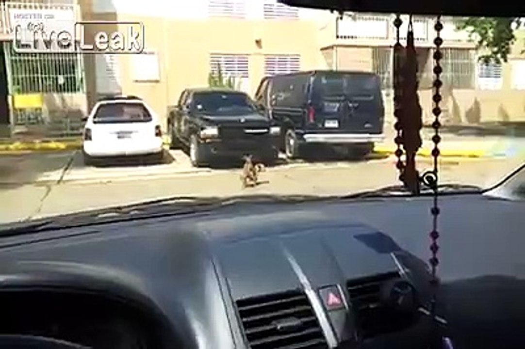 Doggy die with his tiny boots on