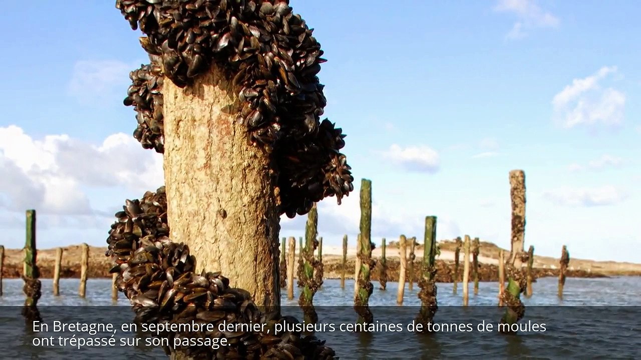 La daurade royale, une espèce de goinfre !