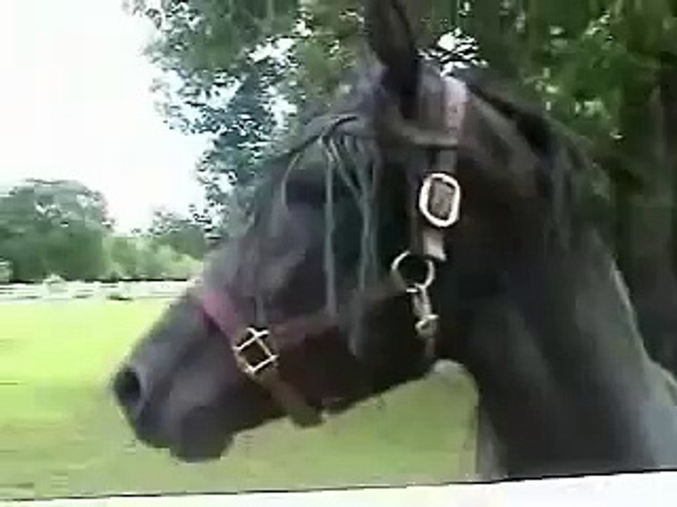 Morgan Horse Colt, Opal.