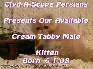 Clyd-A-Scope Persians (Velvet Paws) Cream Tabby Male
