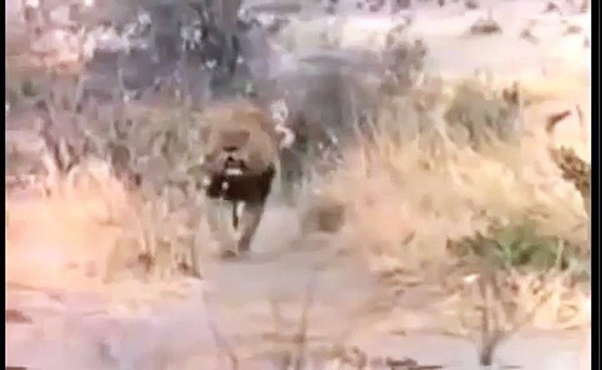 Lion vs Hyena Fight To Dead | Top 10 Animal Attack Video 2015 HD