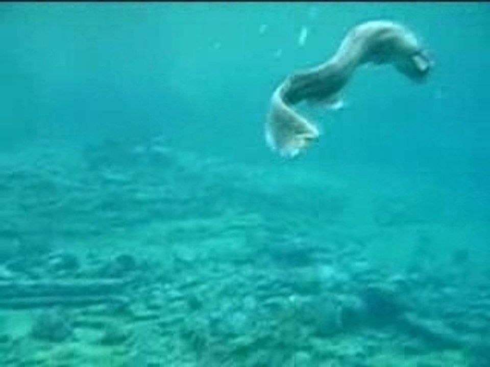 Requin-prehistorique