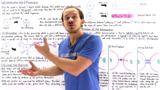 Cell Determination and Differentiation