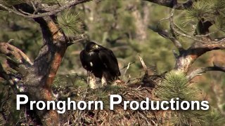 Bald and Golden Eagle Stock Video Footage