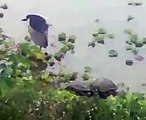 動物-鳥龜與鳥一家親