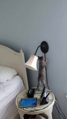 Pixel the Kitten Gets a Surprise