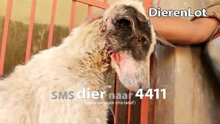 Stichting Dierenlot - Tv spot 2014 60 sec sms