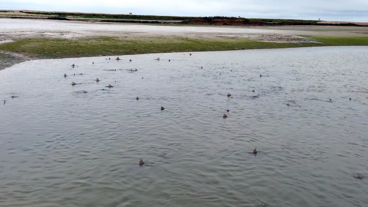 Une plage d'Angleterre infestée de requins