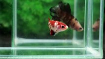 ショーベタ 鯉ベタ/コイベタ　betta fish koi betta　363