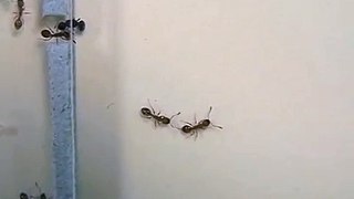 Tandem recruitment by emigrating ants