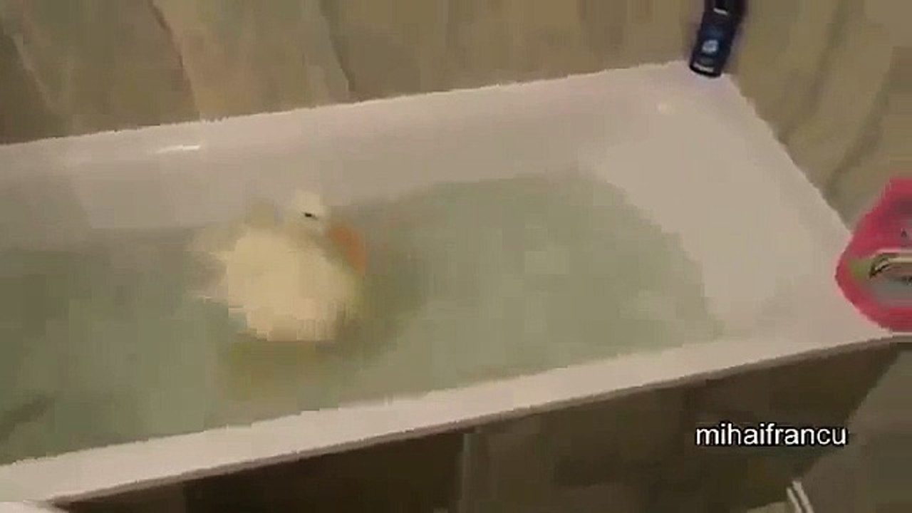I Are Cute Duckling AWW Funny Baby Duck Animal