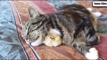 Funny Animal Cats Adopting Baby Birds Compilation   Cats 2015