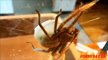 Spider giving birth ☆ Animals Giving Birth