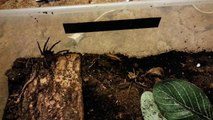 Carolina Wolf Spider Feeding Video