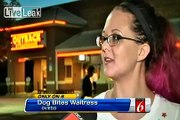 pit bull service dog attacks waitress