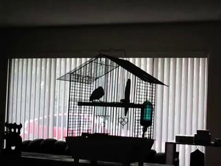 American Singer Canary Wake-up Song