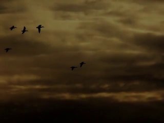 chasse étang de thau