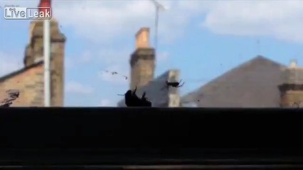 Bee getting whooped by a Spider, but wait.....