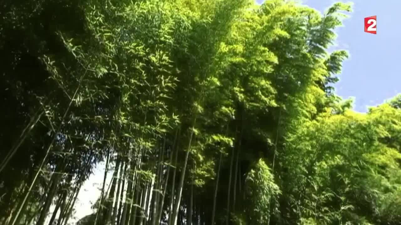 Jardin-Le bambou