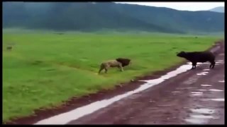 Buffalo vs Lion Wild Animal Fights 2015