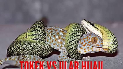 Animal Fighting ~ gecko vs Green Snake