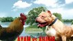 Animal Fighting ~ Rooster vs Dog Pitbull