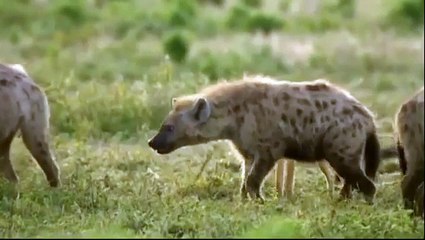 Naabi A Hyena Princess 24 8 5 2011