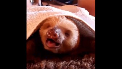 Best Vine in 1 Minute Part 1 Singing Banana, Funny kids, babies, cats, animals
