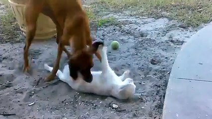 cat & dog fighting