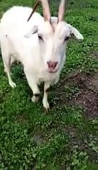 Crazy goat with a funny tongue!