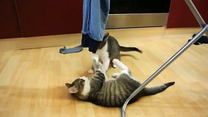 Cute fighting Kittens