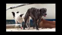 Dogs Stuck Together During Mating I Dogs Mating and Fighting ✔