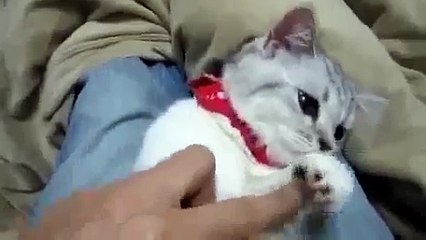 紙袋で存分に遊ぶ猫　 the cat plays with the paper bag Cartoon Network