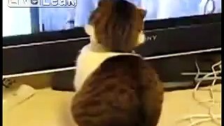 Funny Videos Expression Startled Cat