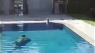 Shocked cat who bullied Swimmer Jumps Nosy