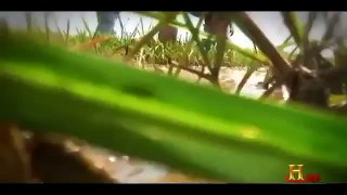 Man Eating Anacondas (Documentary)