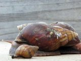 Giant African Snails Moving Slowly