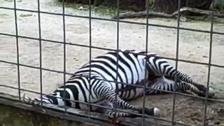 Zebra Dirt Bath at the Houston Zoo