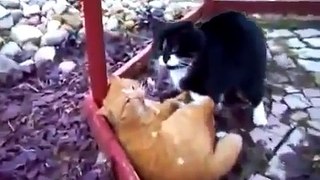 - Animal World Cat fights extreme nature -