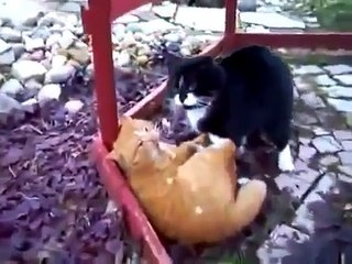 - Animal World Cat fights extreme nature -