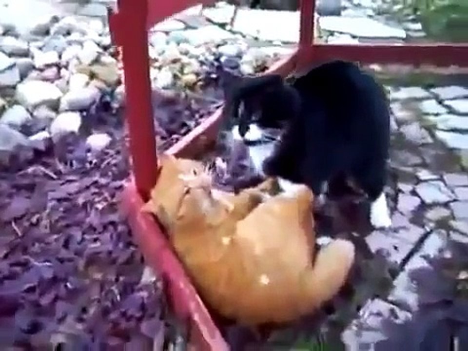 - Animal World Cat fights extreme nature -