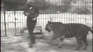 Crazy Girl Fights Tiger (History's Playlist)-Animals
