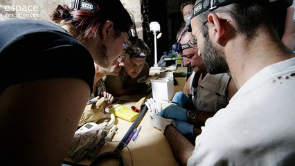 Une chauve-souris suivie de près