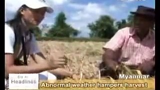 20081107 Abnormal weather in Myanmar hampers haverst