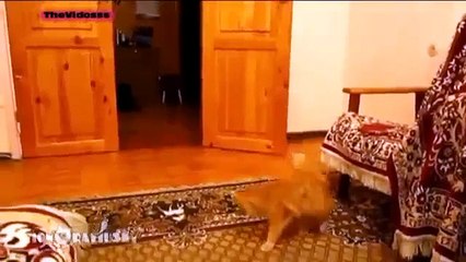 Смешные видео про котов/ Funny videos cats. 2013. №1