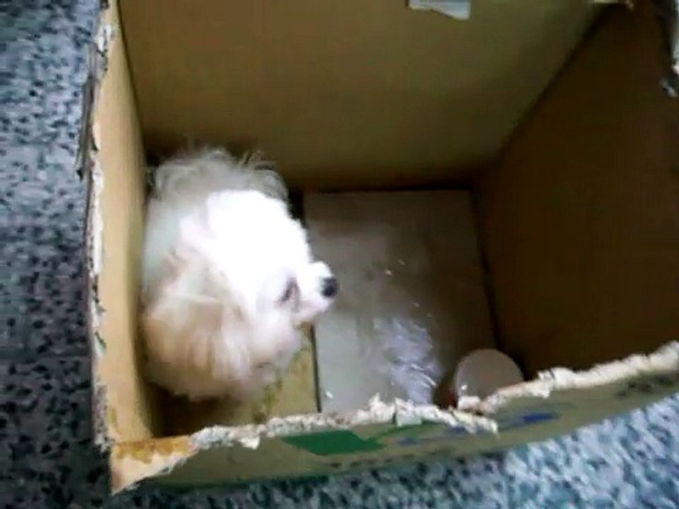 瑪爾濟斯～白白