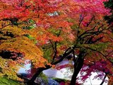 Mantovani & His Orchestra - Gypsy Flower Girl - Autumn Colors in Kyoto, Japan