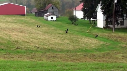 Wild Turkeys - Gobblers