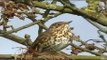 Song Thrush Video - Northern Ireland Environment Agency (NIEA)