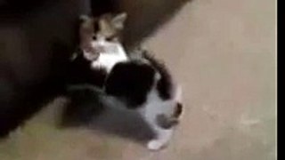 Cat vs Cat Fight Very Funny